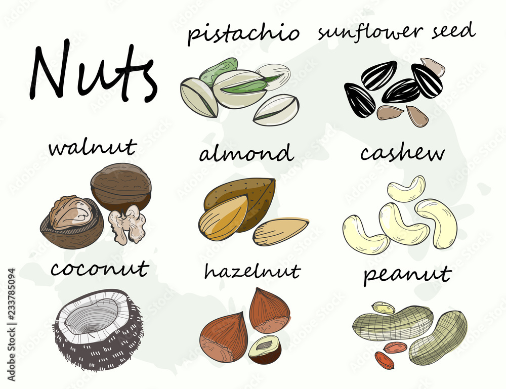 Poster hand drawn various nuts and seed. colored graphic vector set. all elements are isolated