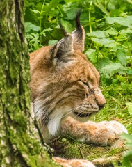 Lynx resting behind a tree