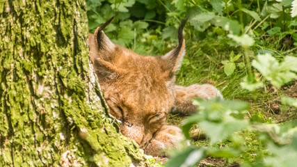Obraz premium Lynx resting behind a tree