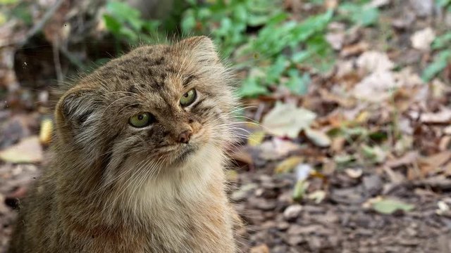 Manul or Pallas's cat, Otocolobus manul, cute wild cat from Asia.