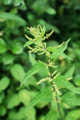 green nettle blooms