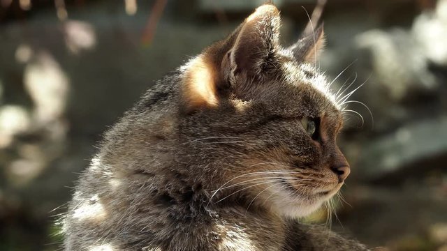 European Wild Cat (Felis silvestris)