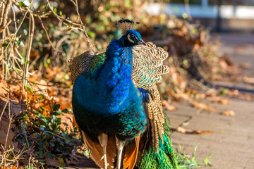 Fototapeta premium Pfau