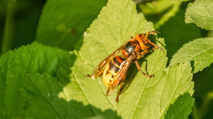 Macro of hornet on leaf
