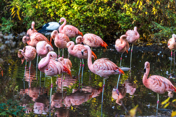 Flamingos