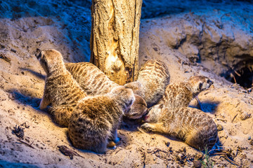 Erdmännchen
