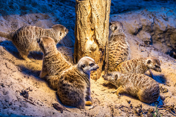 Erdmännchen