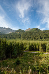 Obraz premium cloudy and misty Slovakian Western Carpathian Tatra Mountain skyline covered with forests and trees