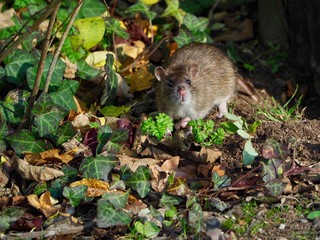 Rat