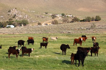 American cattle ranch