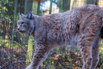 Luchs