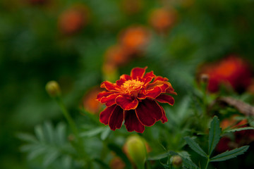 Close up of beautiful Orange yellow marigold flower, petals with gradients effect, Macro of marigold in flower bed sunny day summer concept