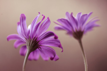 Fioletowe kwiaty © mycatherina