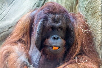 orangutan