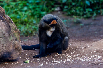 Affe