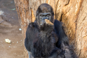 gorilla