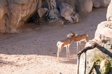 Beautiful springbok antelope