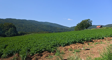 Fototapeta na wymiar Potato field and farm house in Sila National Park, Calabria, Italy
