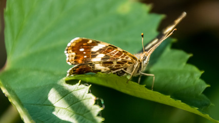 Map butterfly macro on a leaf
