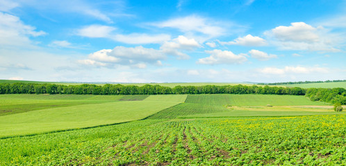 Hilly green field and blue sky. Wide photo.