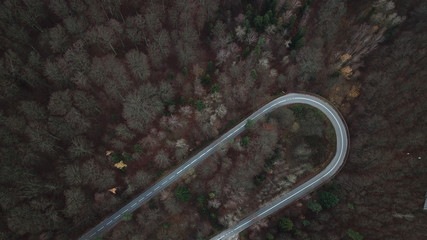 trees forest autumn gloomily nature plants gloomy © DEM