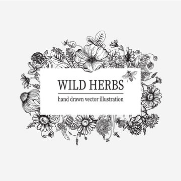 Wild Flowers. Herbal Tea. Vector Illustration.