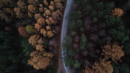trees forest autumn gloomily nature plants gloomy © DEM