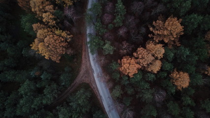 trees forest autumn gloomily nature plants gloomy © DEM