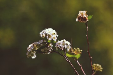 Flores brancas