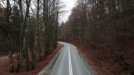 trees forest autumn gloomily nature plants gloomy