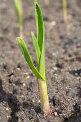 Shoots of garlic in the vegetable garden