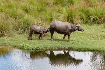 Female water buffalo and calf by the river