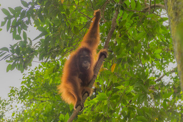 Orang Utan im Baum auf Sumatra