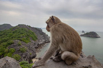 Monkey in mount top of  island beach scenario Lan Ha bay, landmark destination, Cat Ba islands, Vietnam.