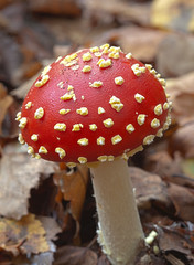 Fly Agaric