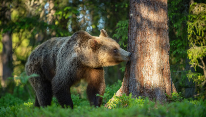 Fototapeta premium Brown Bear sniffs tree. In the summer forest at sunny day. Green forest natural background. Scientific name: Ursus arctos.