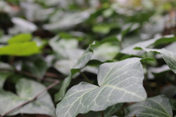 Green Ivy
