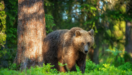 Obraz premium Brown bear in the summer forest at sunny day. Green forest natural background. Scientific name: Ursus arctos.