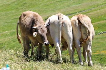 Kuhleben auf der Wiese