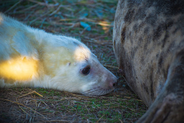 Grey Seals & Pups