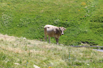 Obraz premium Kuhleben auf der Wiese