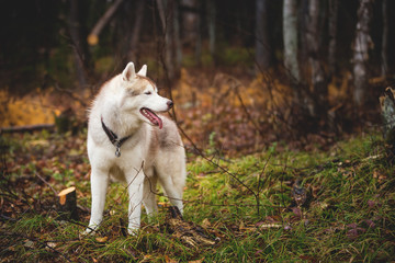 Profile Portrait of beautiful wet dog breed siberian husky standing in the late autumn forest on rainy day © Anastasiia