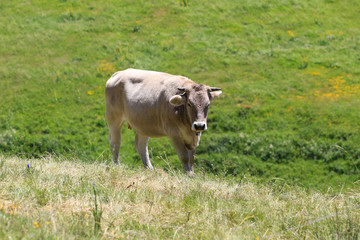 Kuhleben auf der Wiese