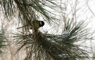 Naklejka premium branch of tree