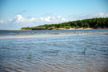 empty sea beach in spring with some birds and cargo ships on the horizon
