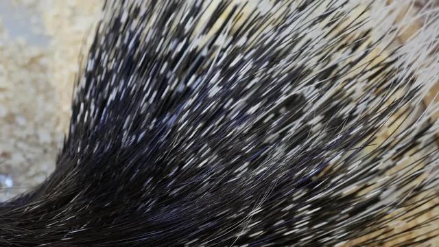 adult porcupine with long needles in the zoo sits in a cage and eats