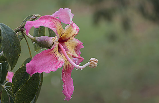 Flor del &aacute;rbol Ceiba speciosa