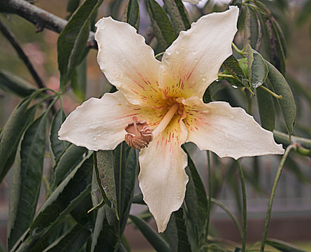 Flor blanca del árbol  Ceiba speciosa