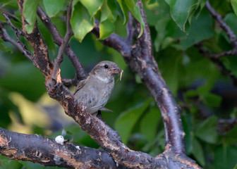 House Sparrow (Passer domesticus), Greece