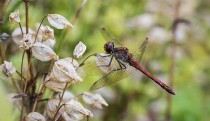 Dragenfly